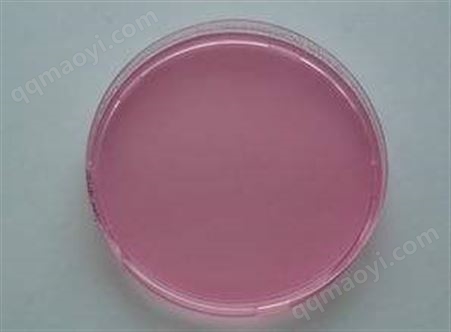 凍干粉/斜面/甘油菌現貨大腸桿菌甘油保存